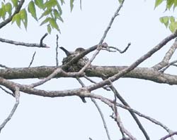 willow_flycatcher_nesting