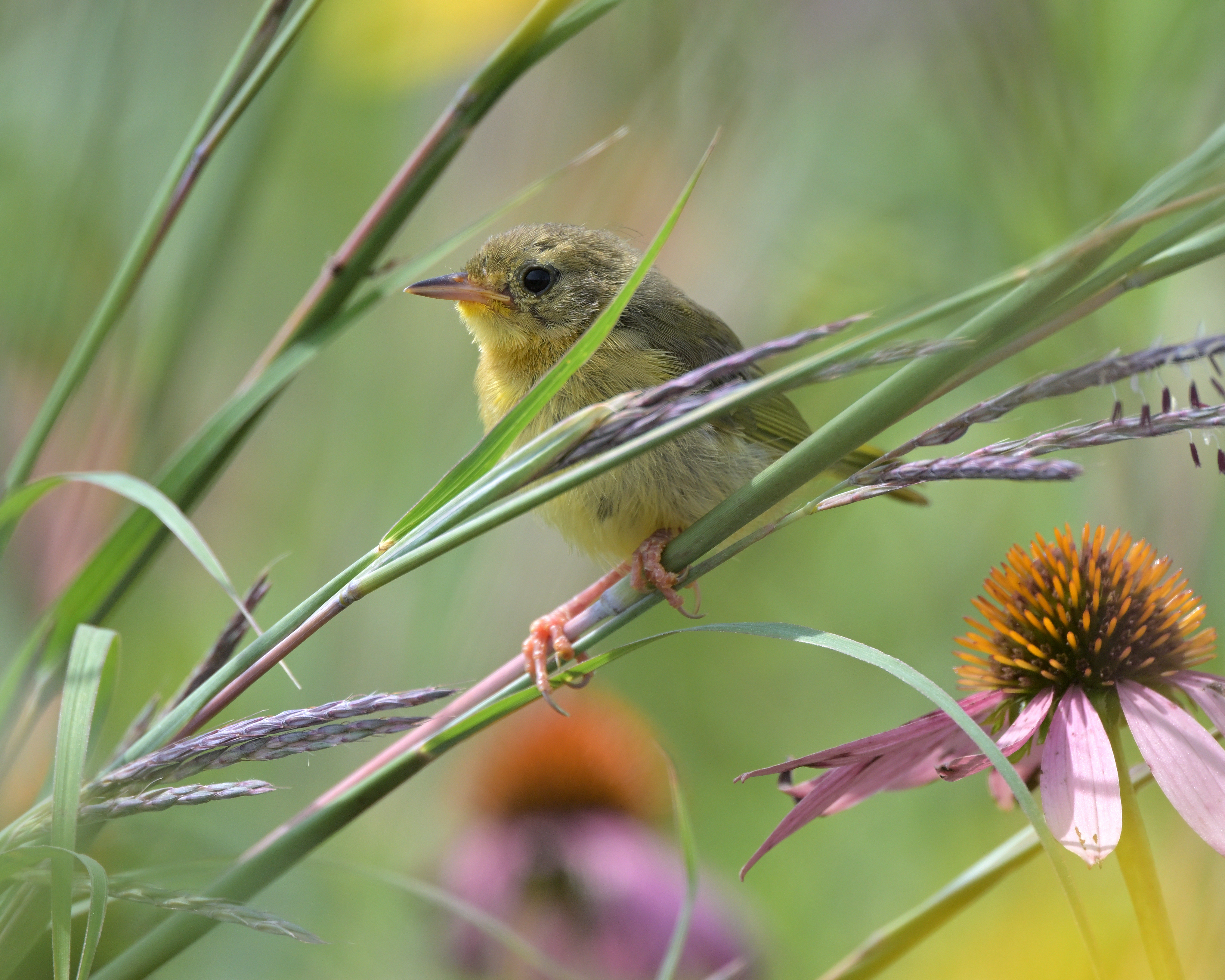 DSC_5072_019