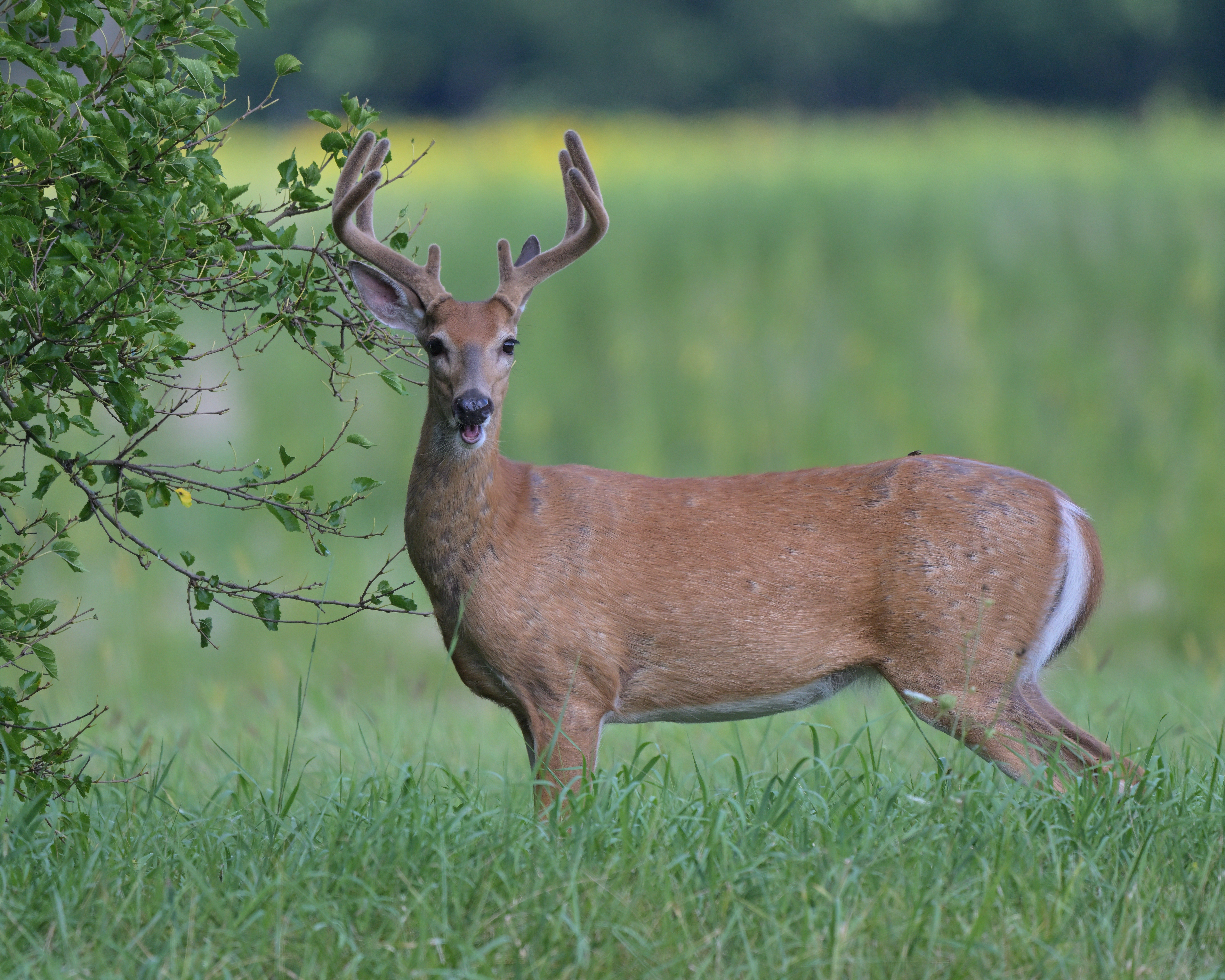 DSC_5211_064