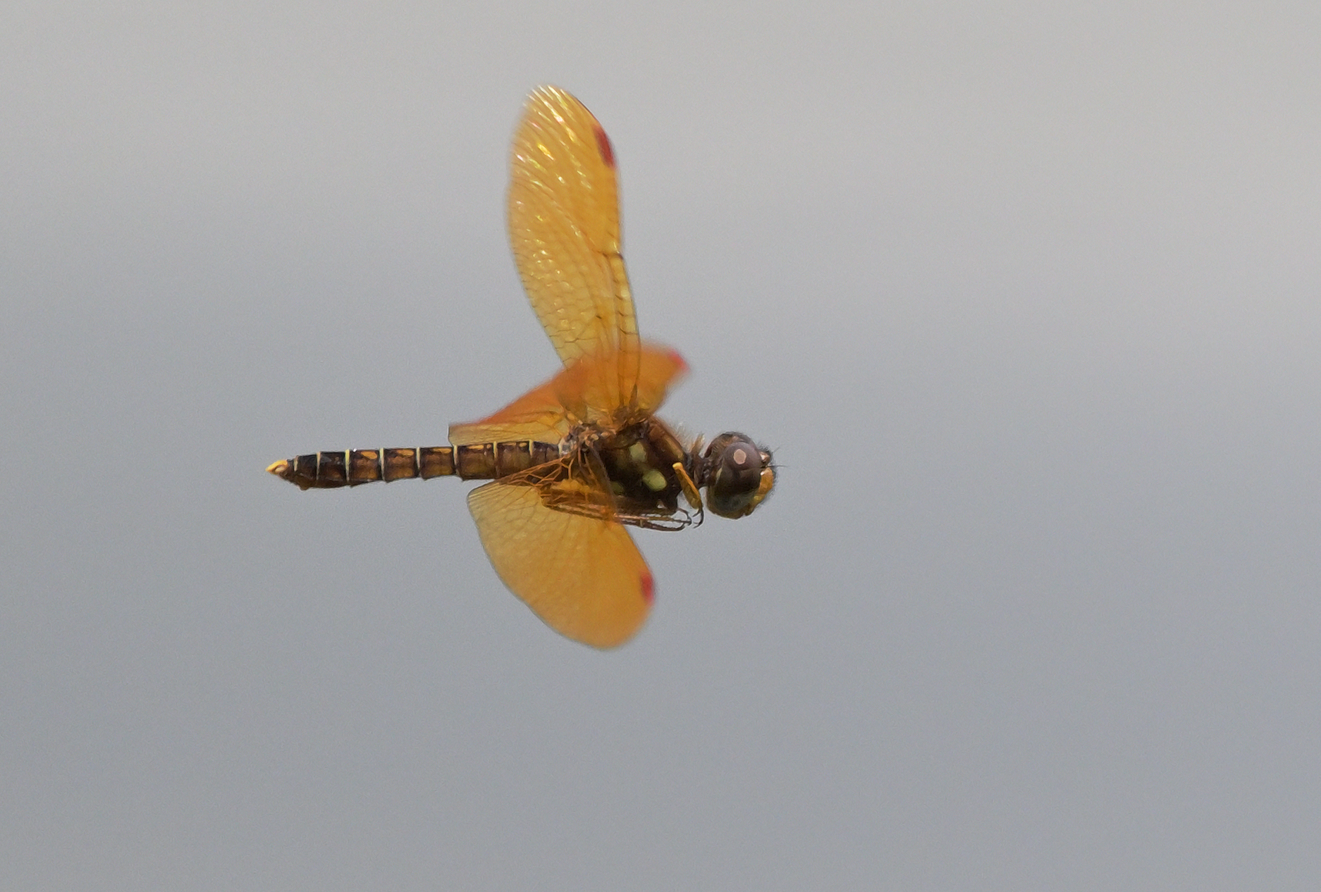 DSC_5274_083