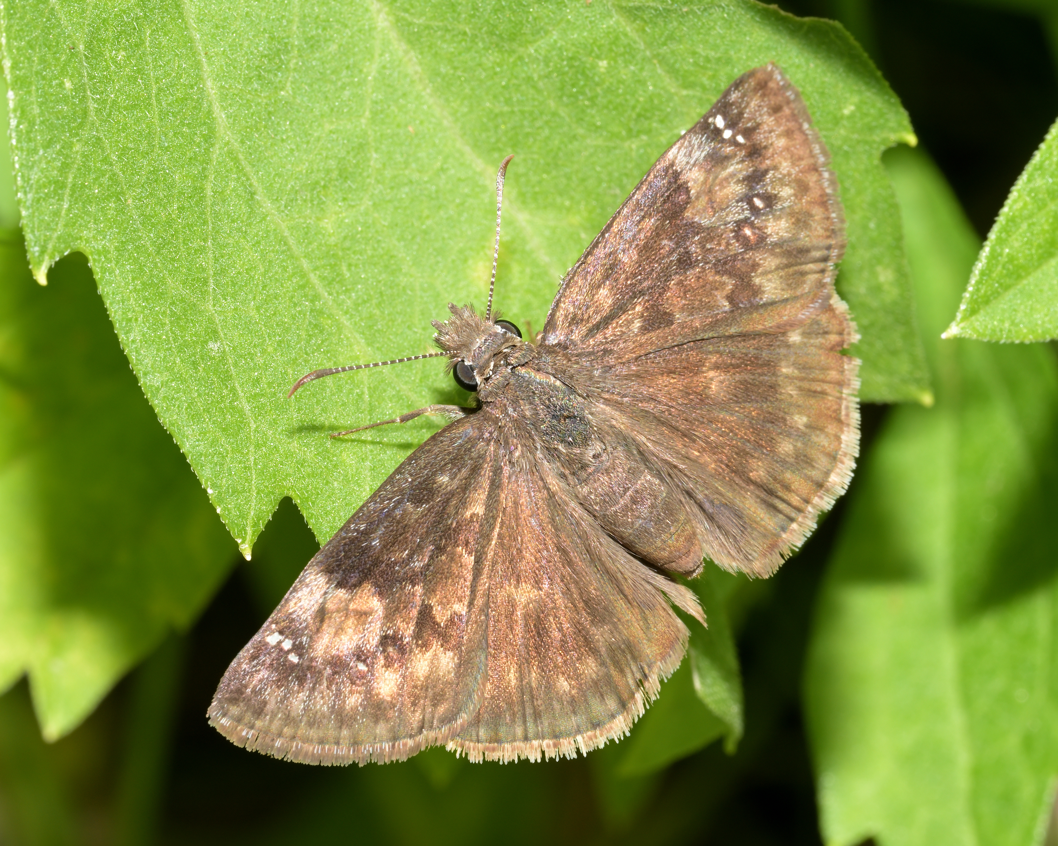 DSC_5409_117