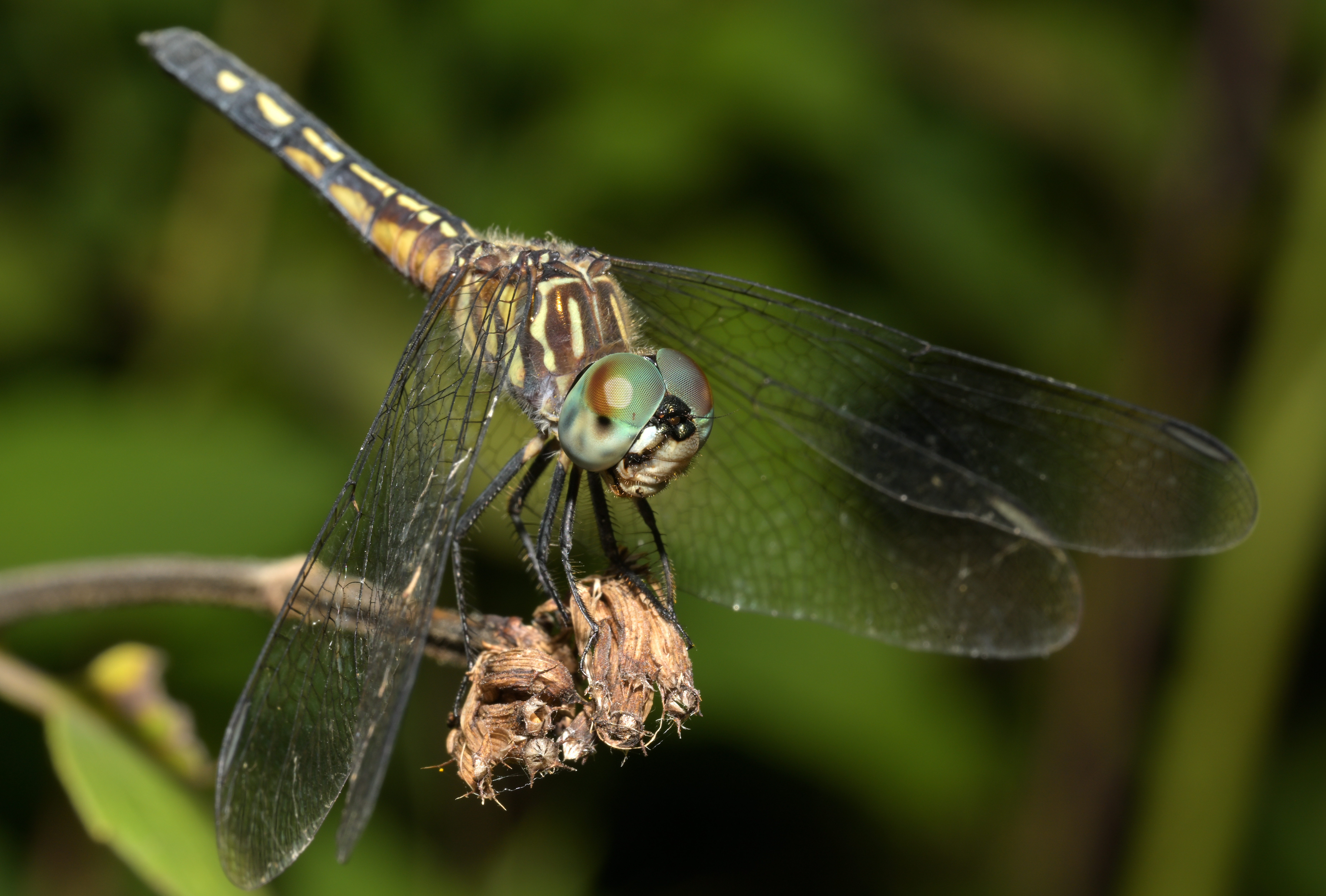 DSC_5465_154