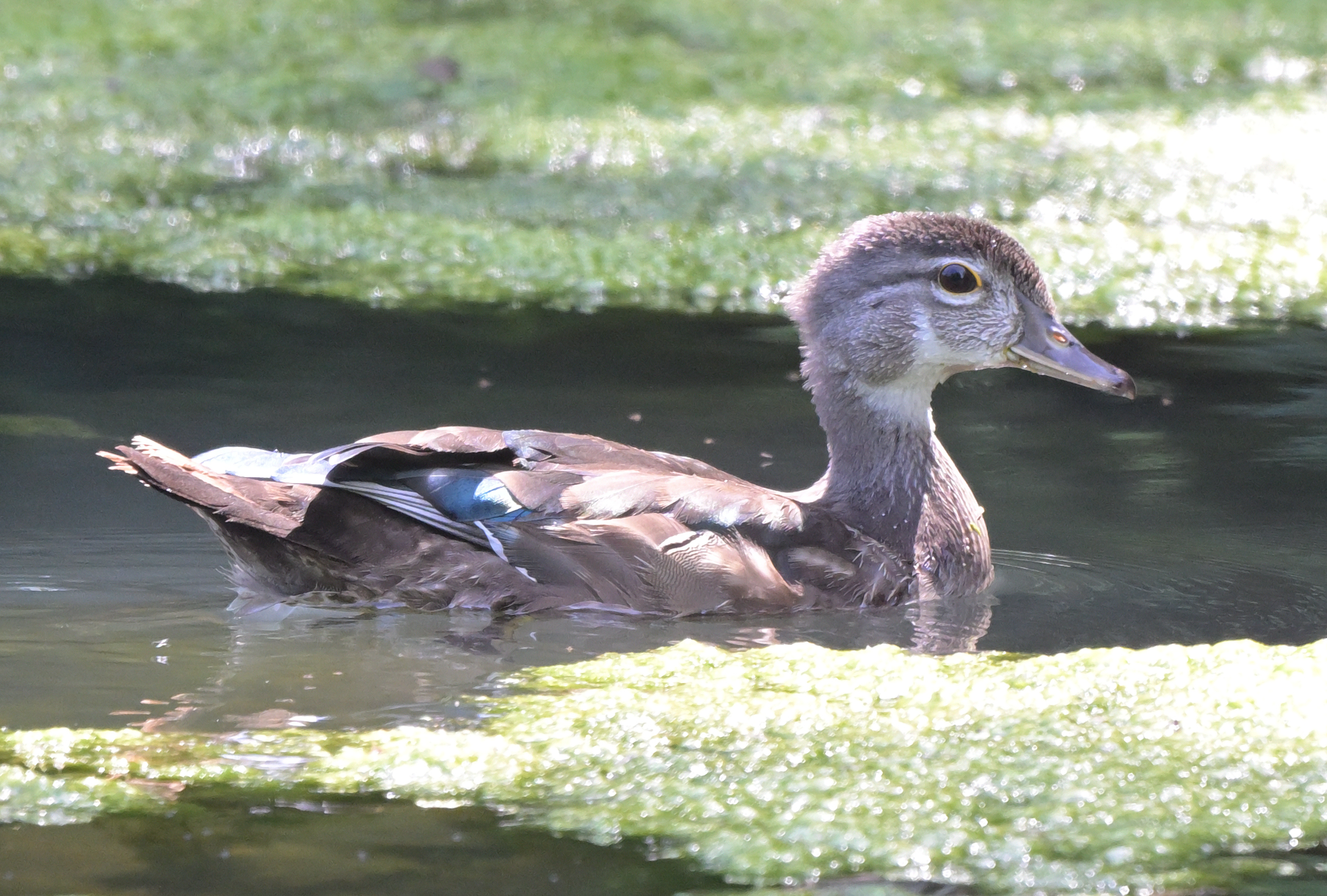 DSC_5715_068