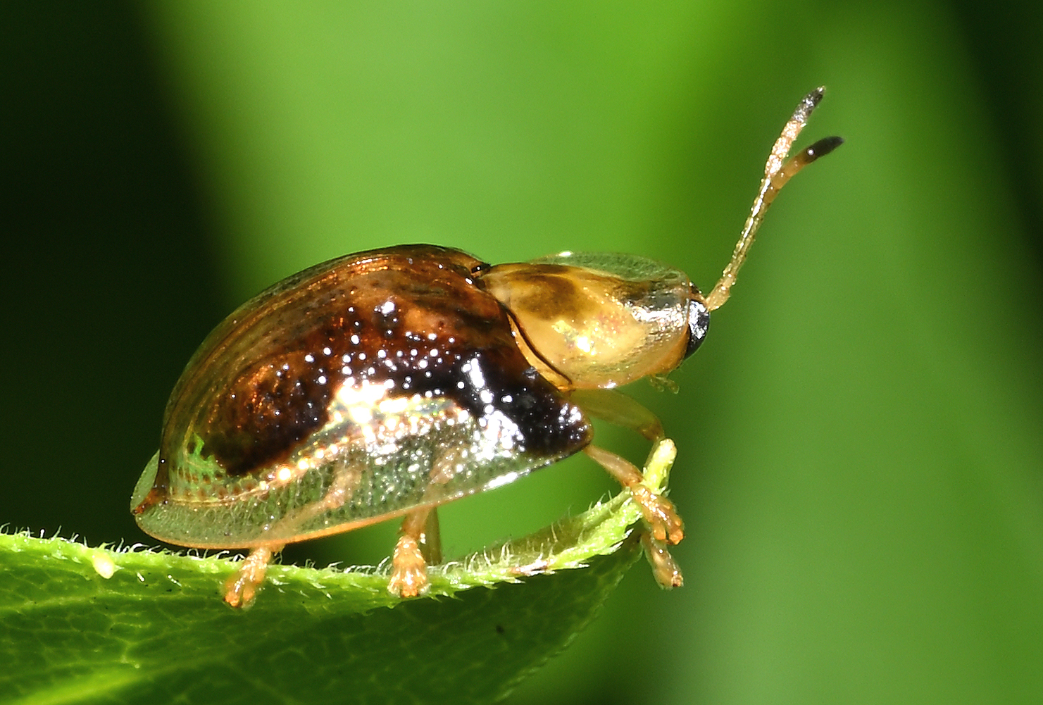 DSC_6111_f20
