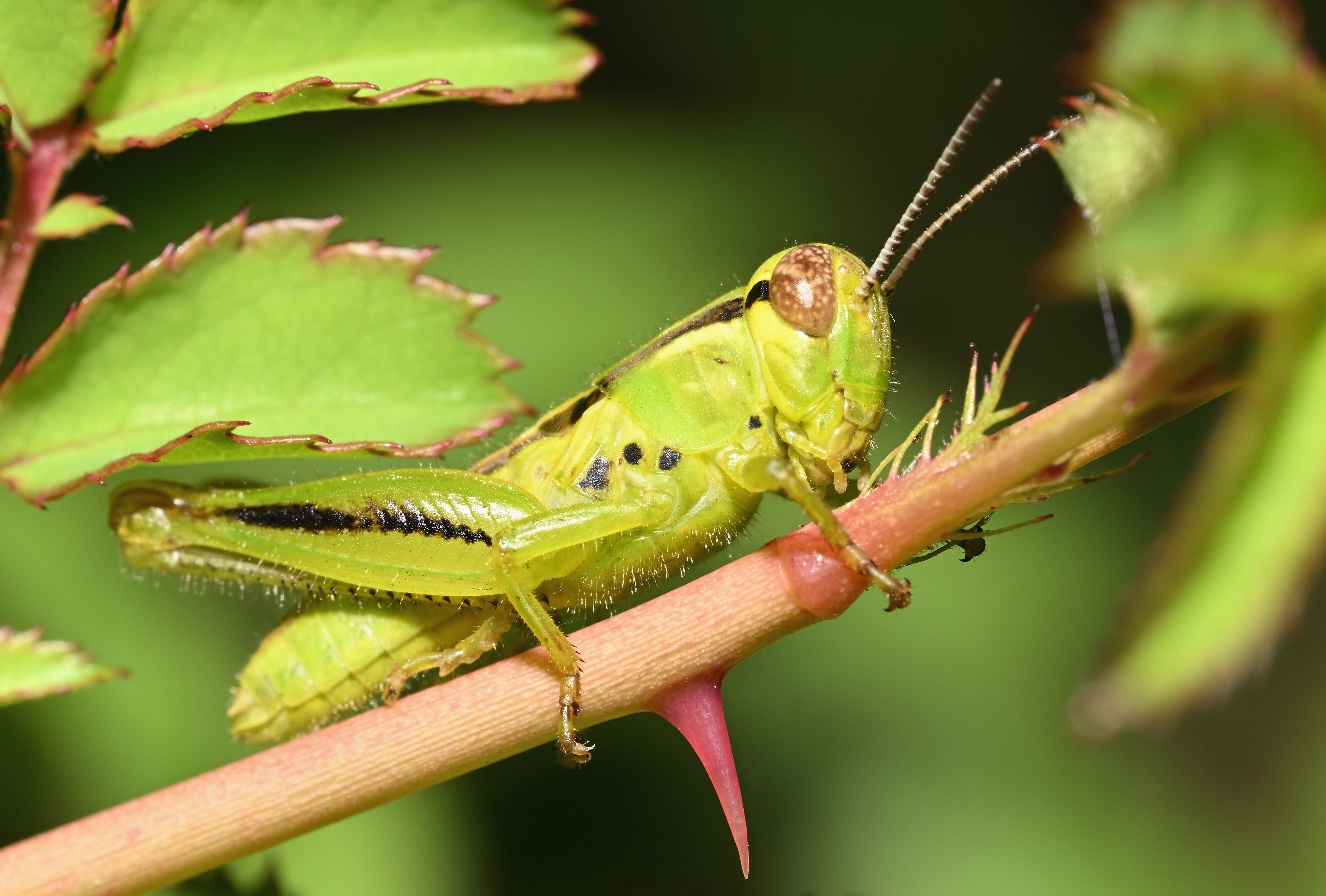DSC_6150_f20