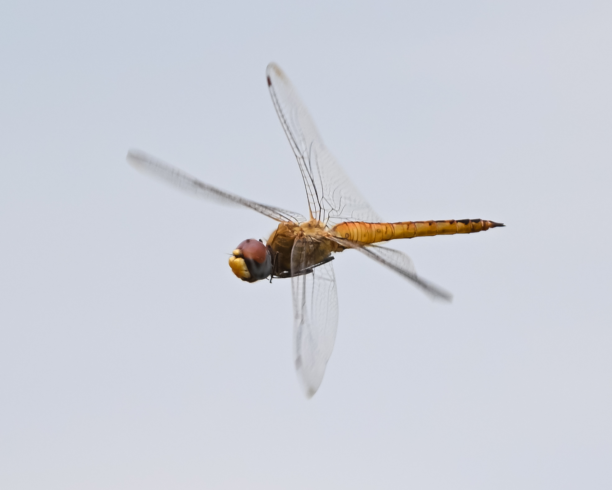 DSC_6795