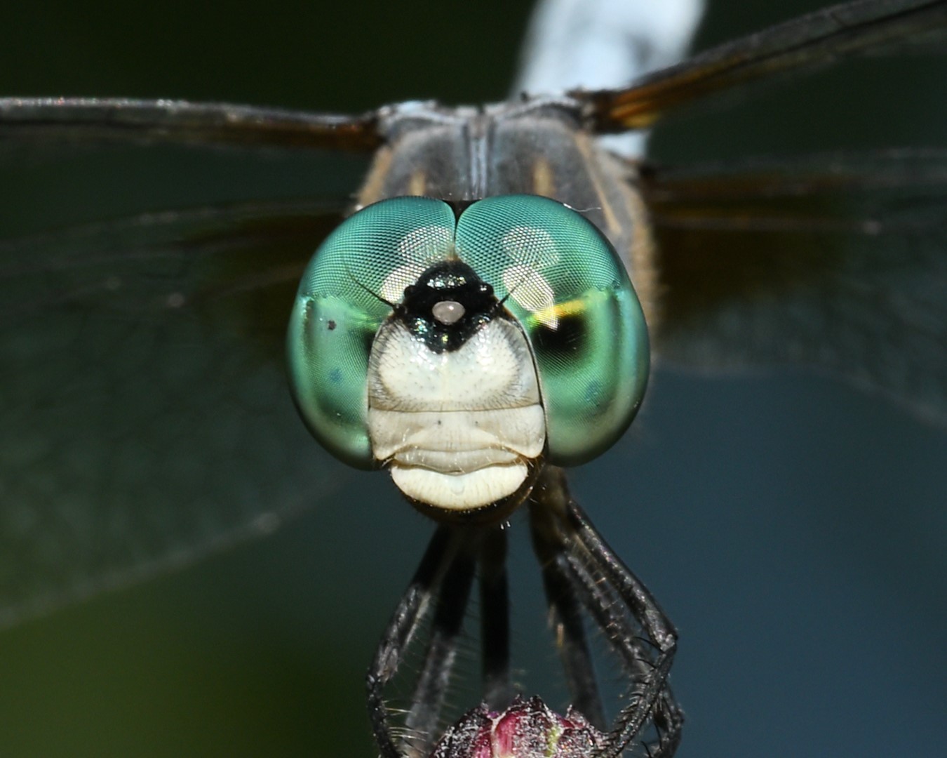 DSC_7472_crop