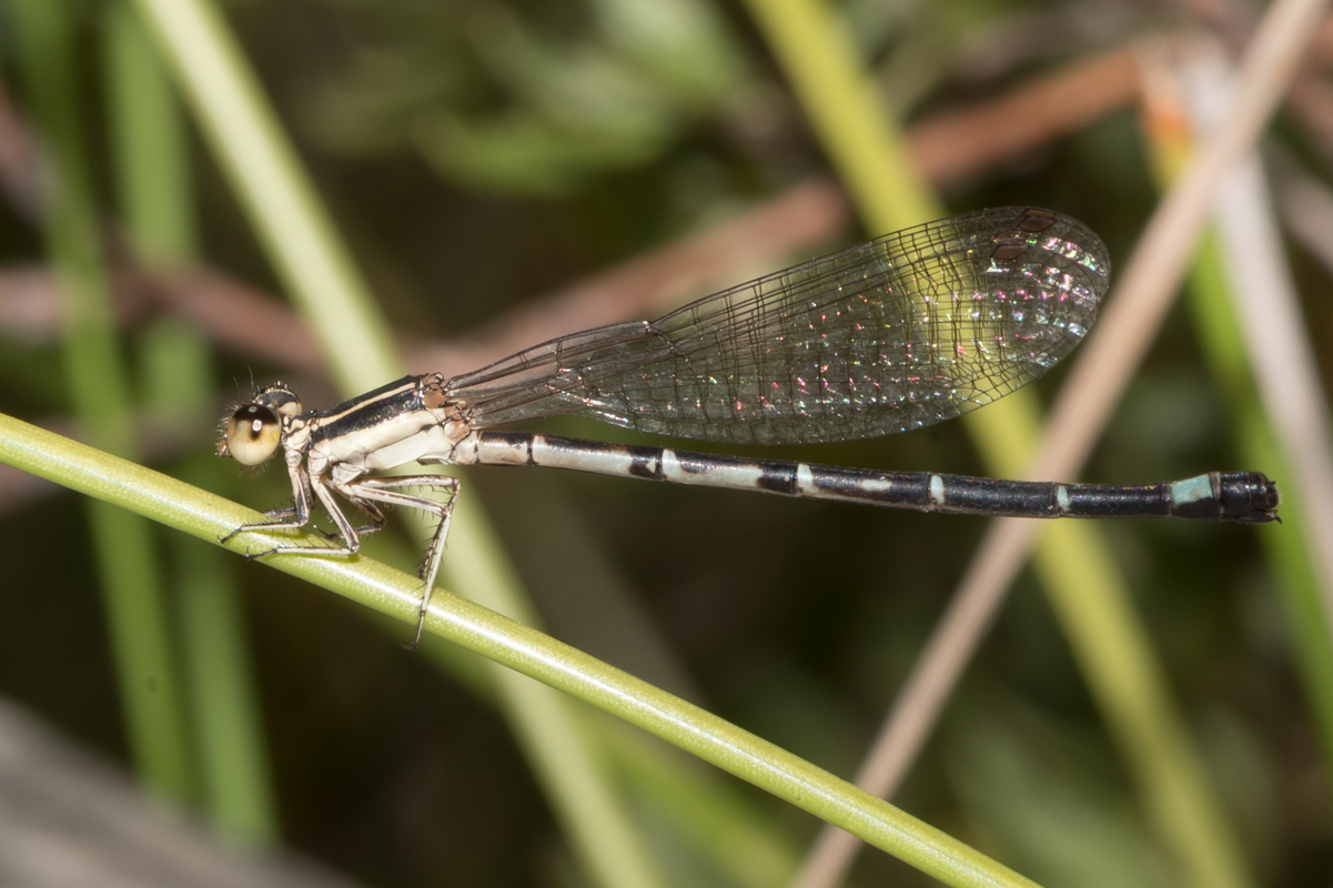 DSC_1579
