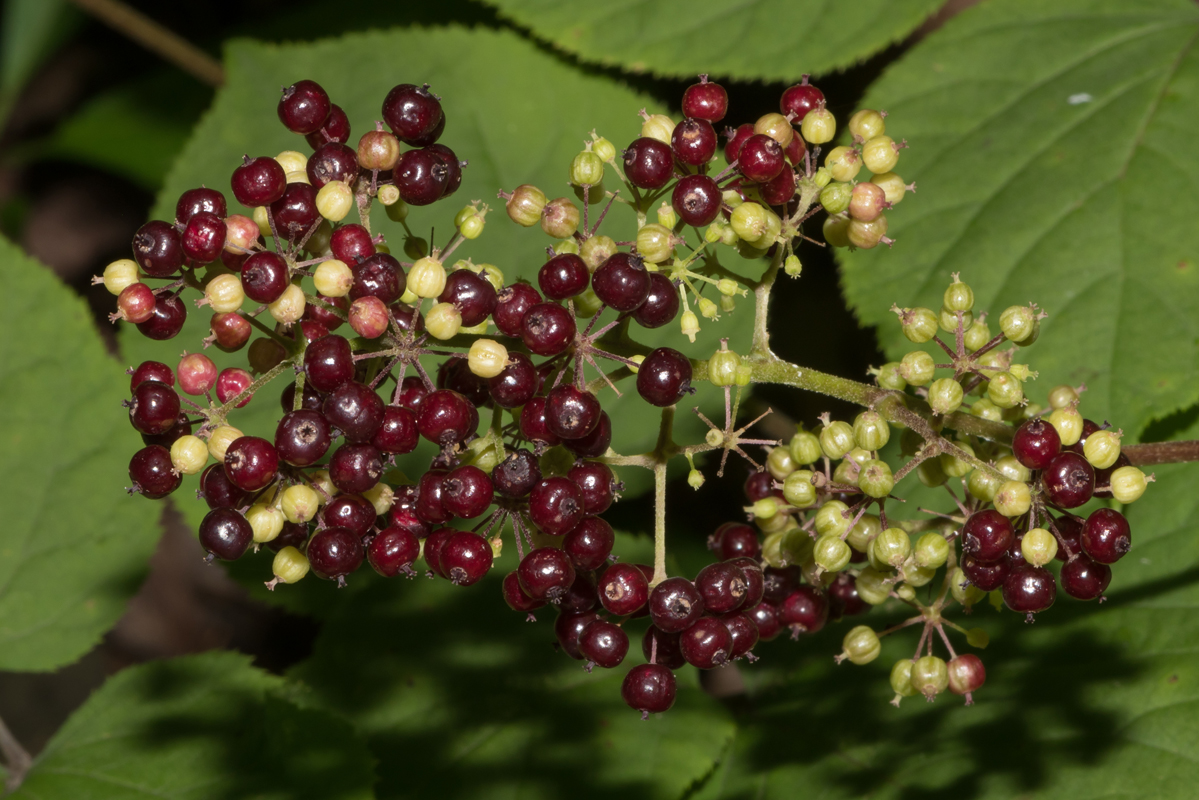 DSC_1604