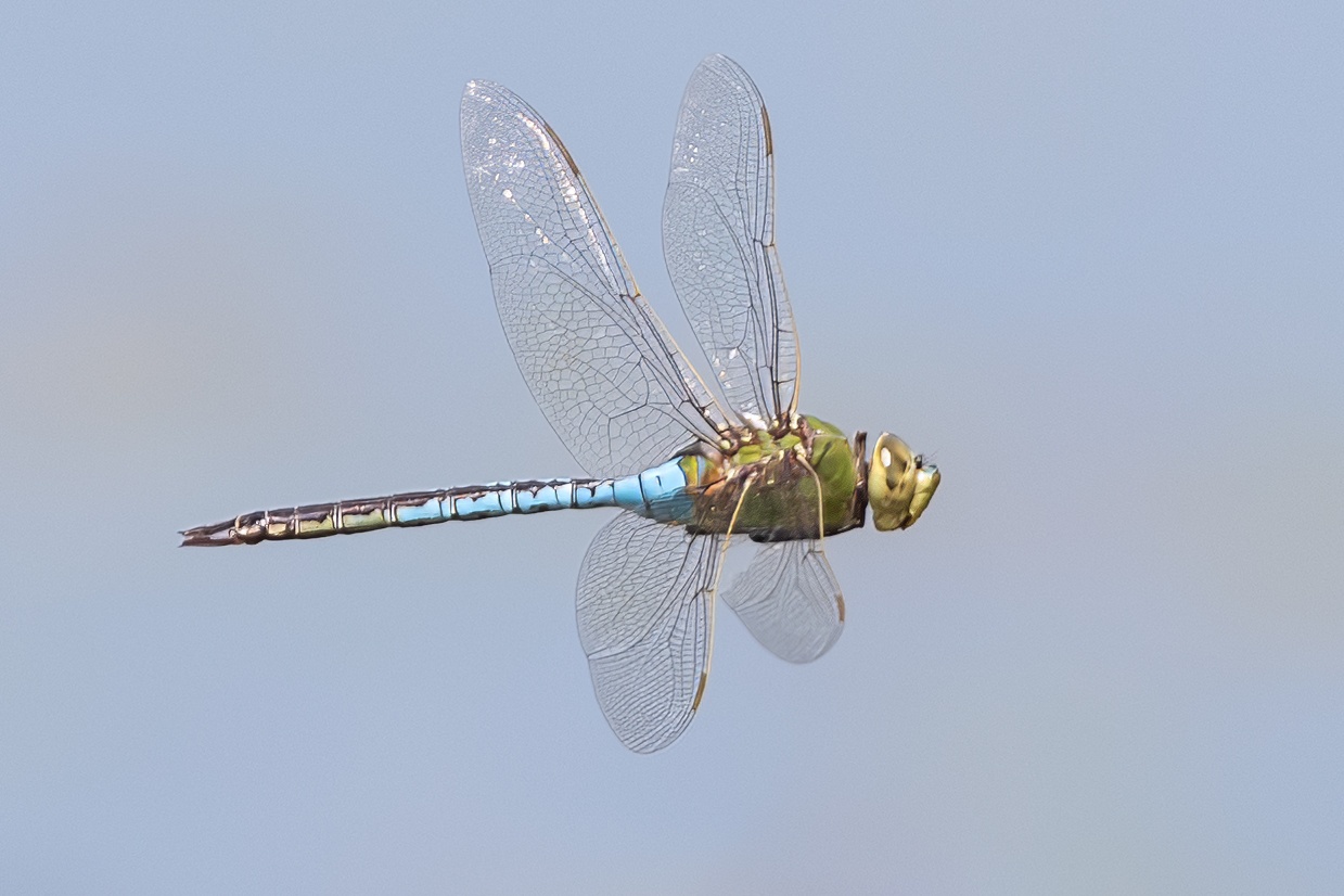 DSC_6085REF