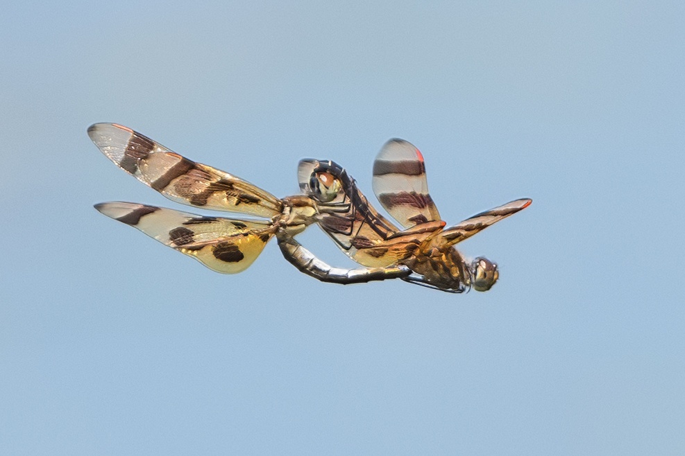 DSC_6312REF