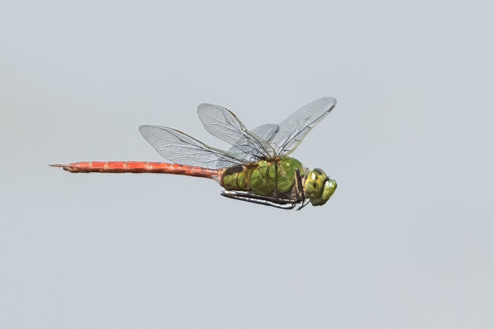 DSC_6360REF