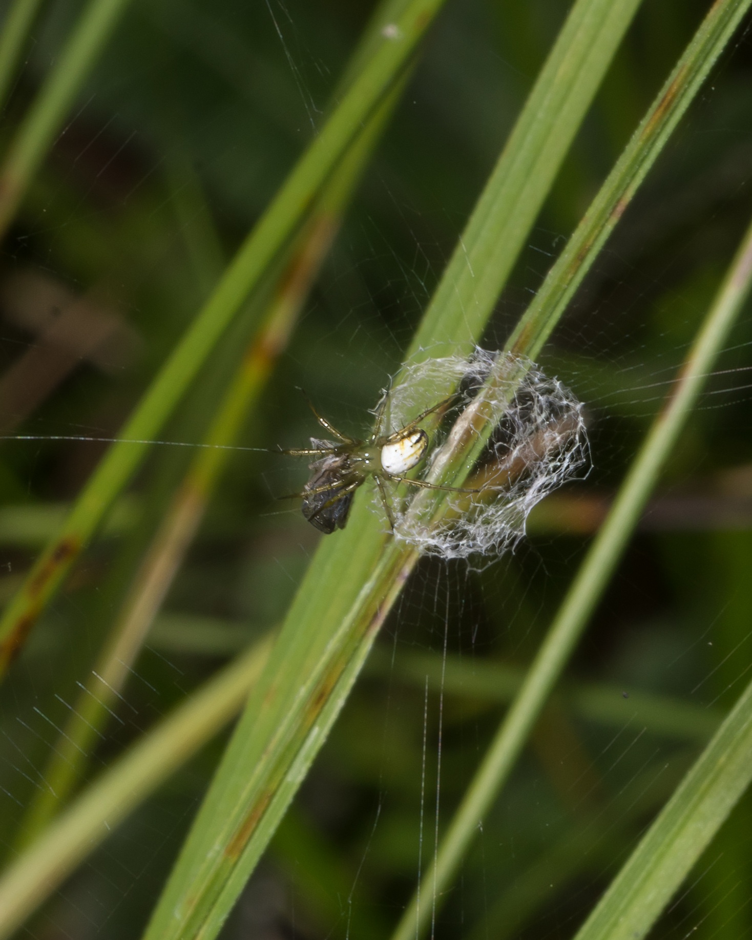 DSC_6651REF