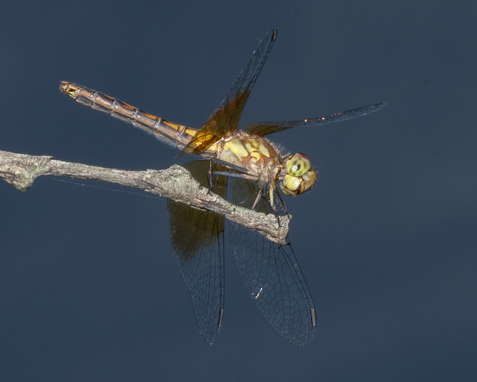 DSC_6671REF