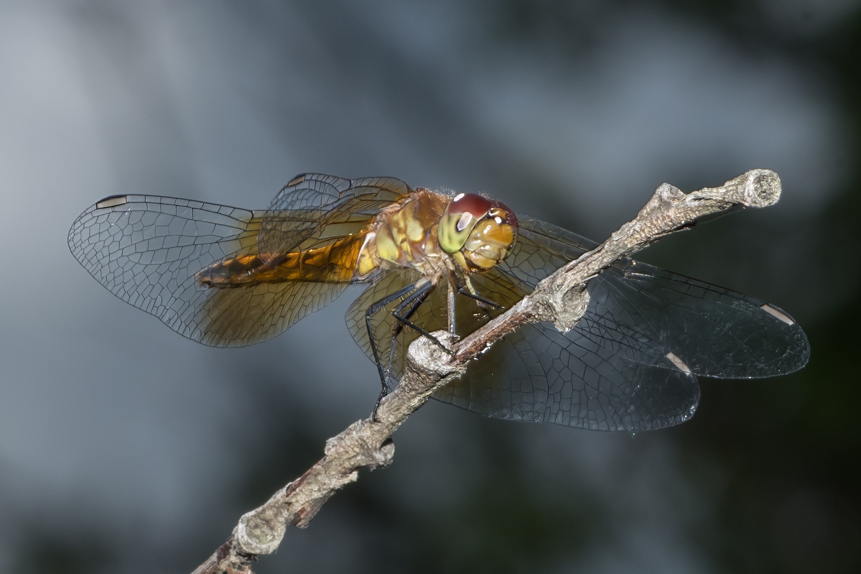 DSC_6674REF