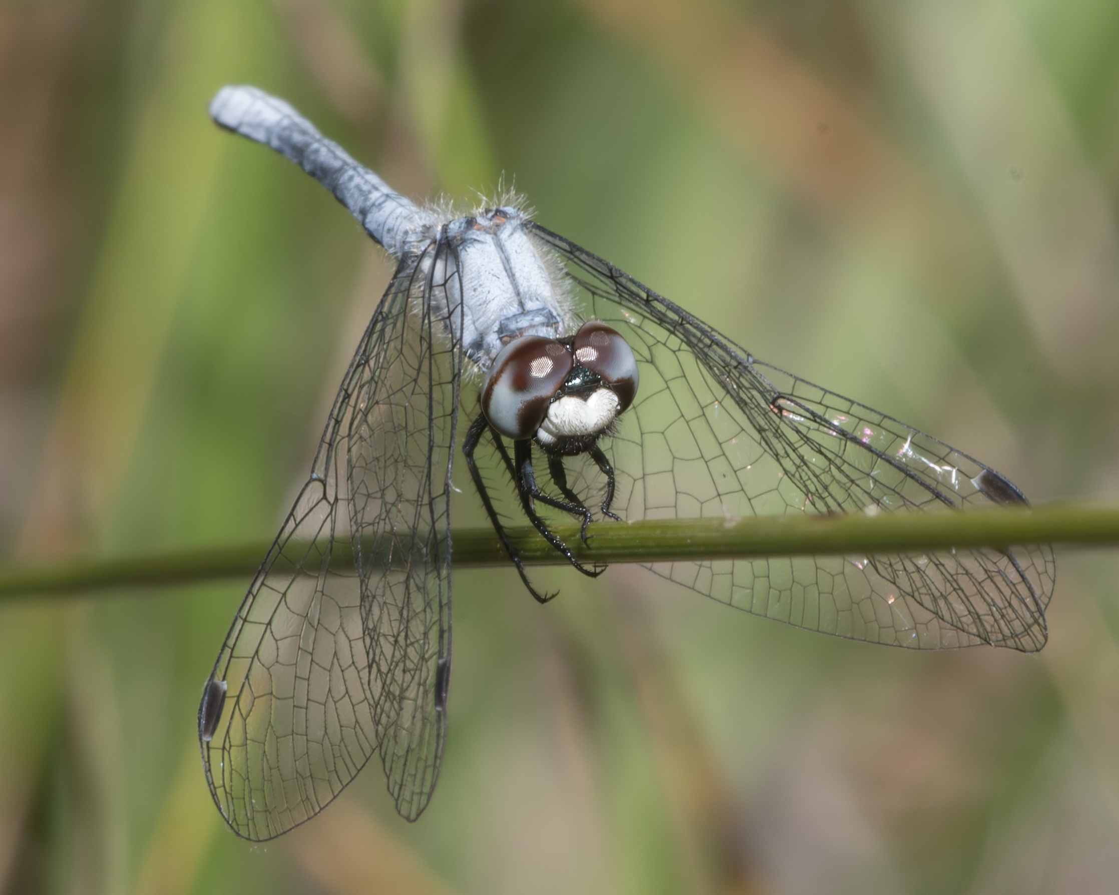 DSC_6709REF