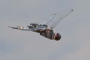 DSC_5995REF
