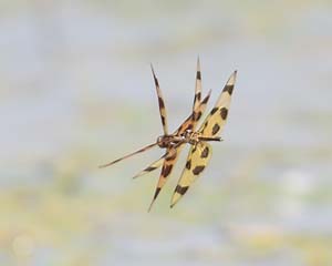 DSC_6107REF