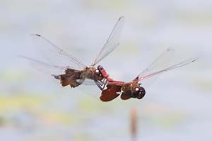 DSC_6501REF