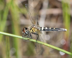 DSC_6658REF