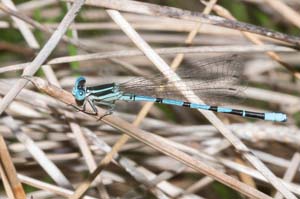 DSC_6660REF