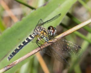 DSC_6665REF