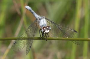 DSC_6700REF