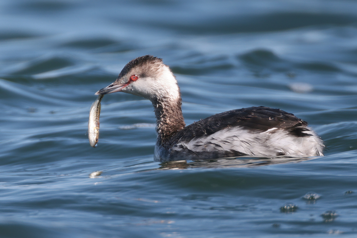 0T3A1781DN2