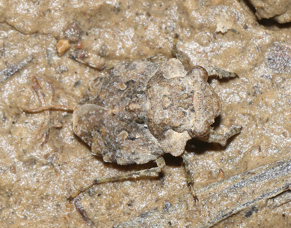 04_toadbug