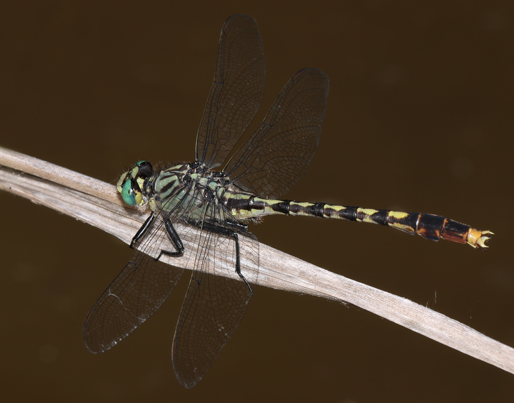 05_unicorn_clubtail