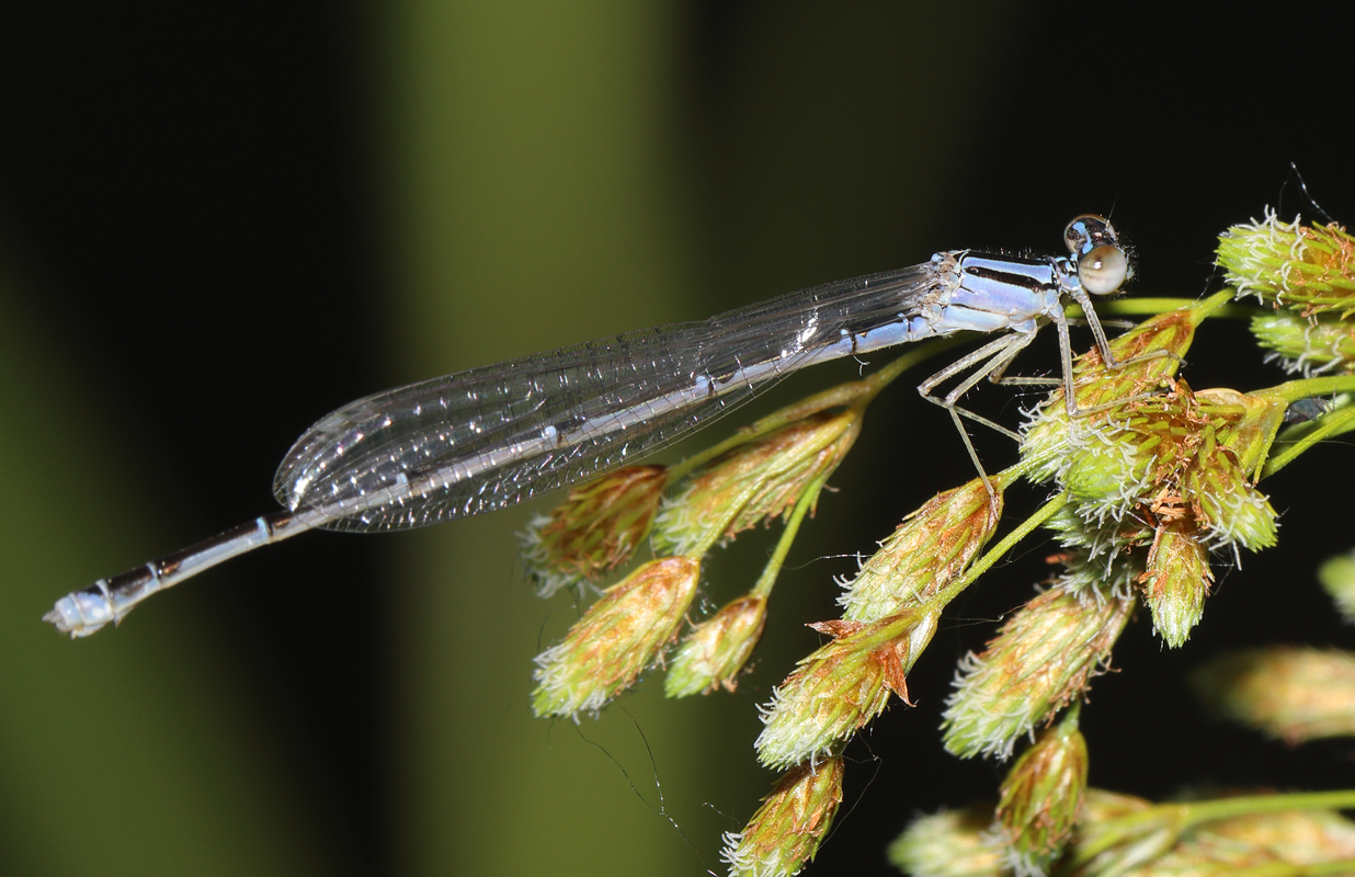 06_bluefronted_dancer