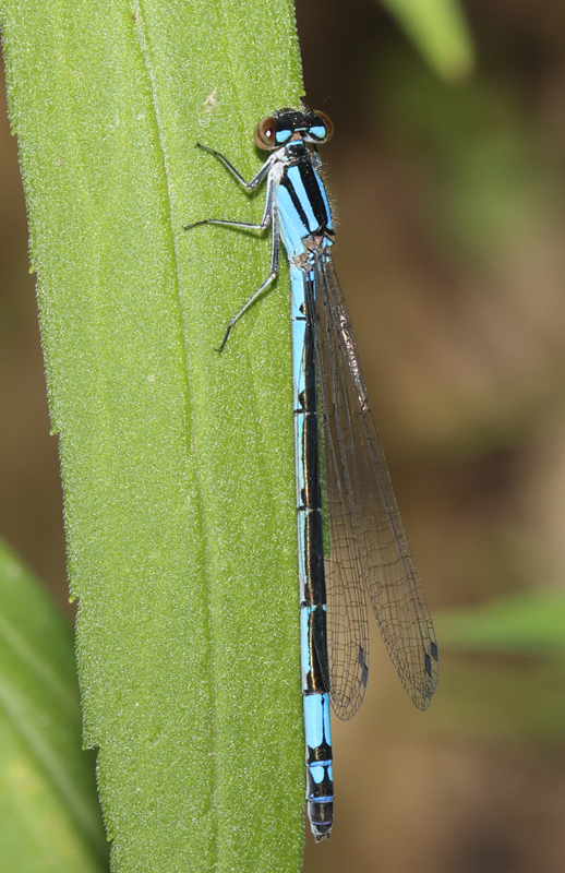 13_bluet