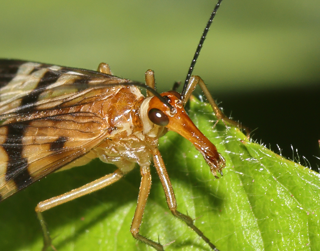 17_scorpionfly