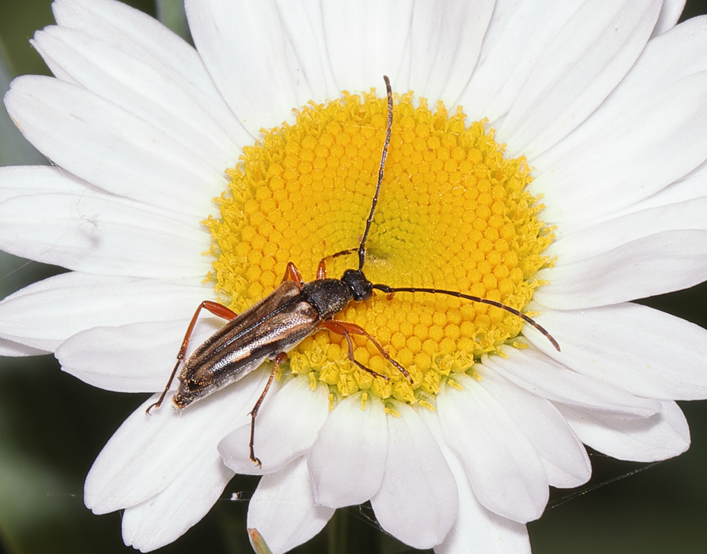 19_flower_longhorn