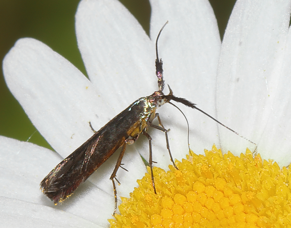 20_coleophora_trifolii