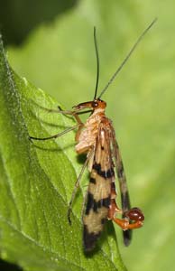 18_scorpionfly_tail