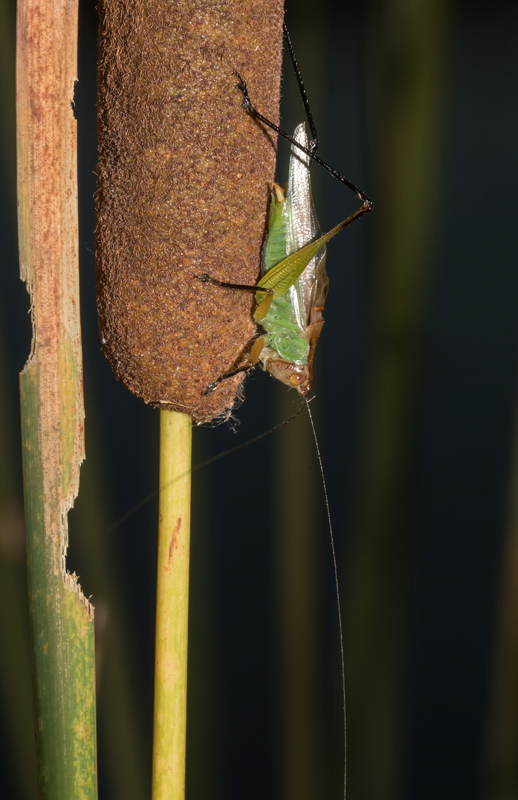 DSC_1714-pai