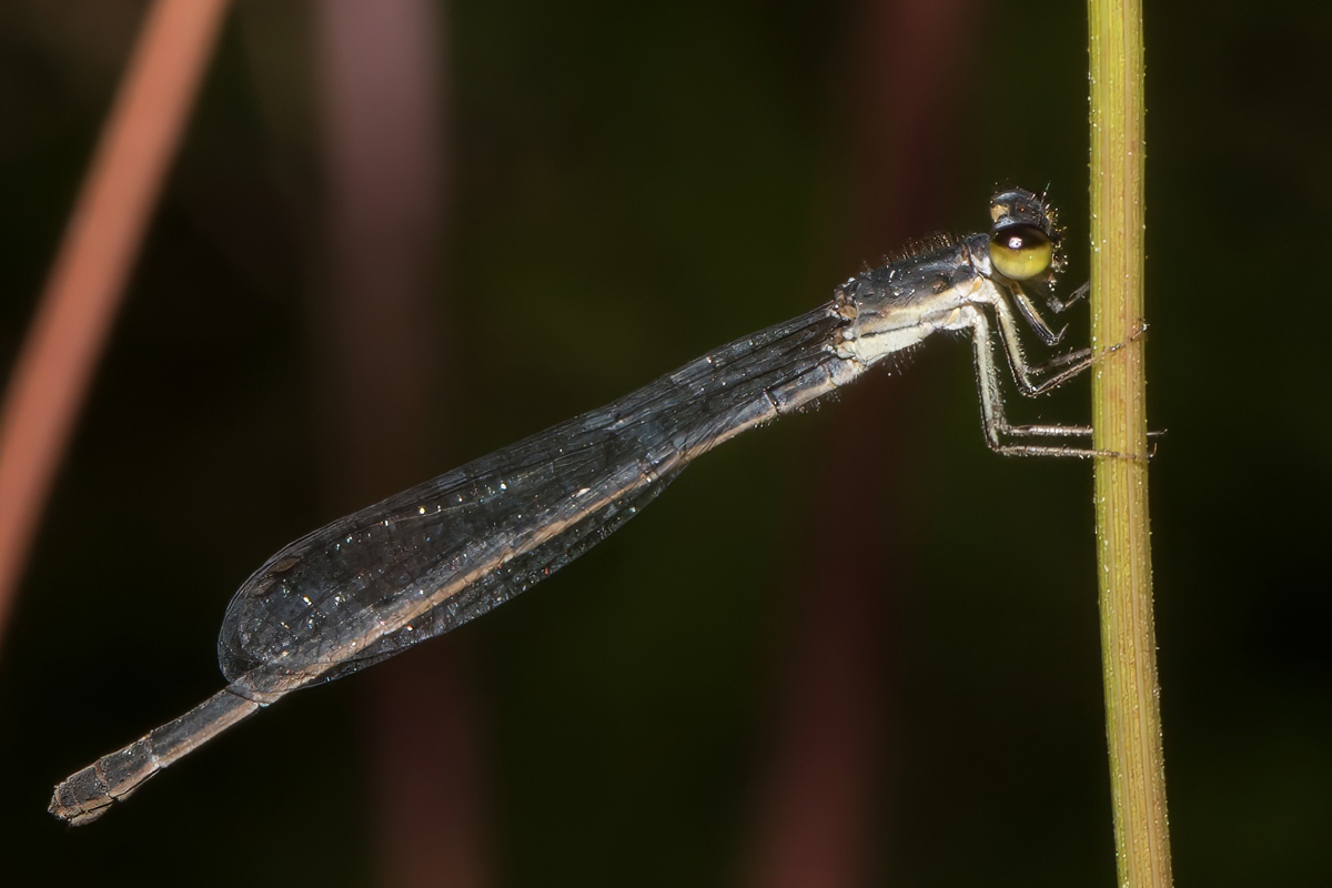 DSC_1716-pai
