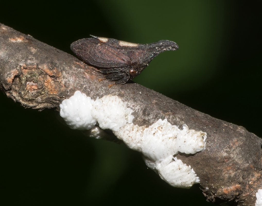 DSC_1719-pai