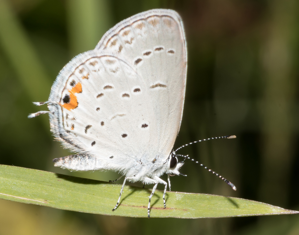 DSC_1748-pai