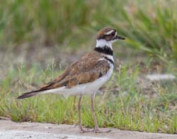 killdeer_wish_I_could_fly_like_that