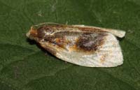D61G8724