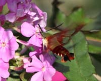 IMG_4061