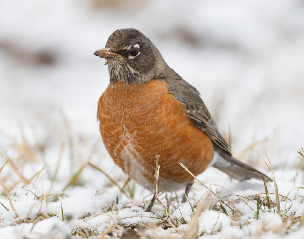 14_Thrush_Robin