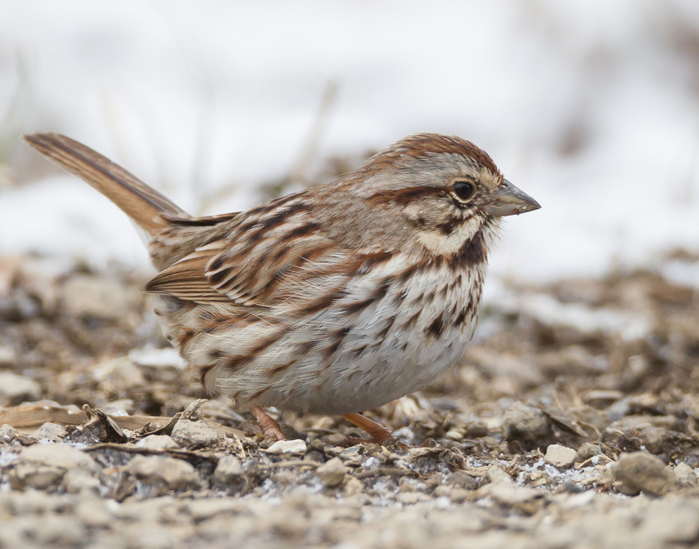 15_Song_Sparrow