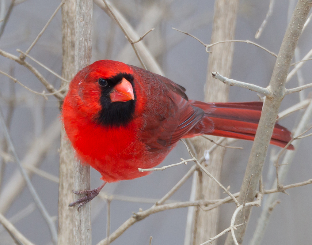 16_Male_Cardinal