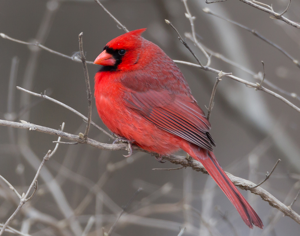 17_Male_Cardinal