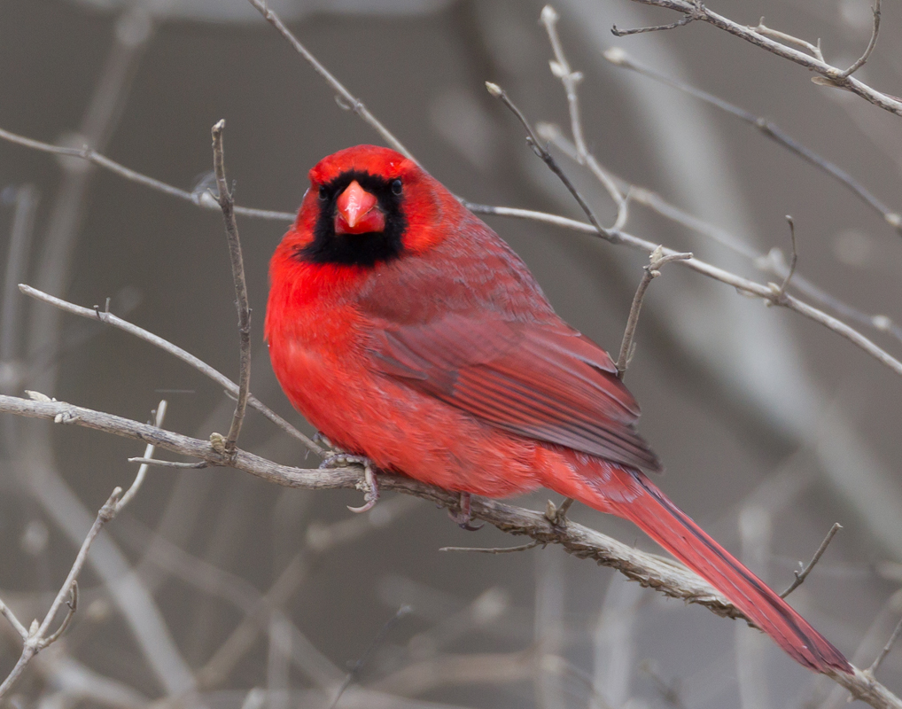 18_Male_Cardinal