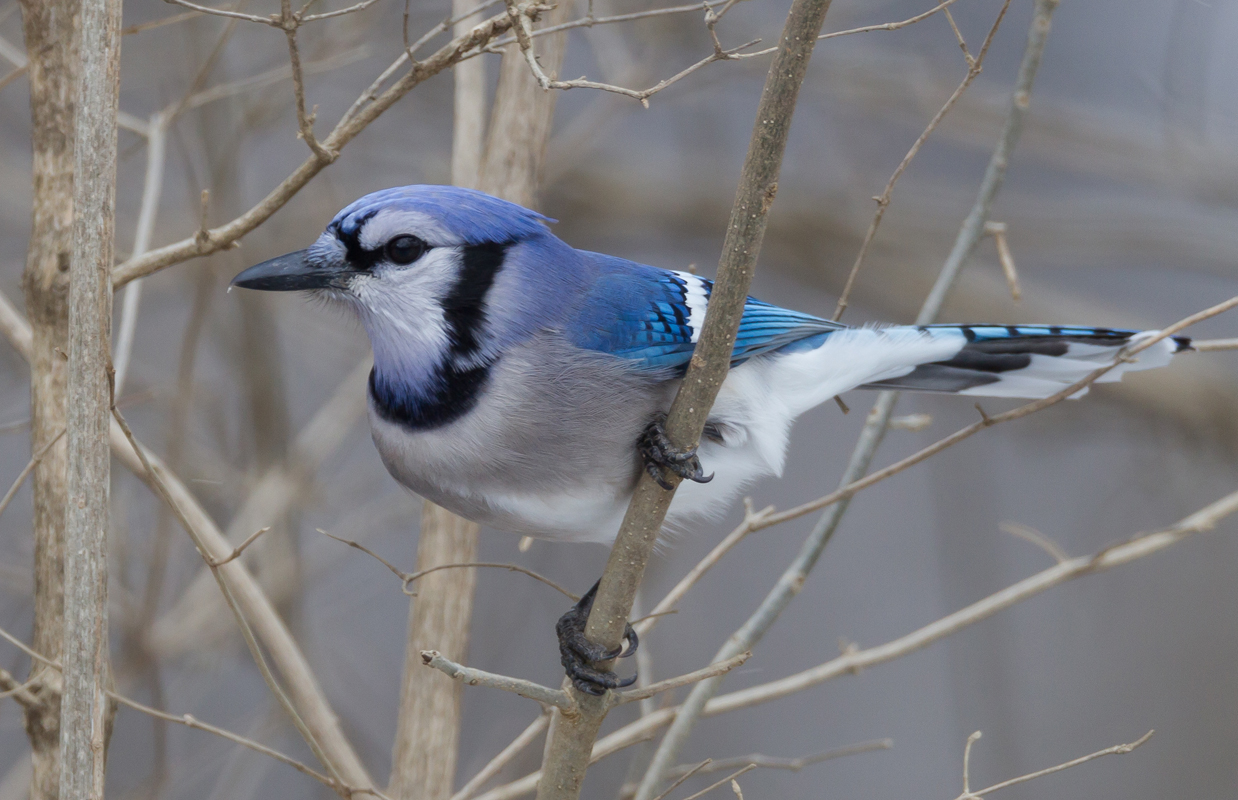 19_Blue_jay