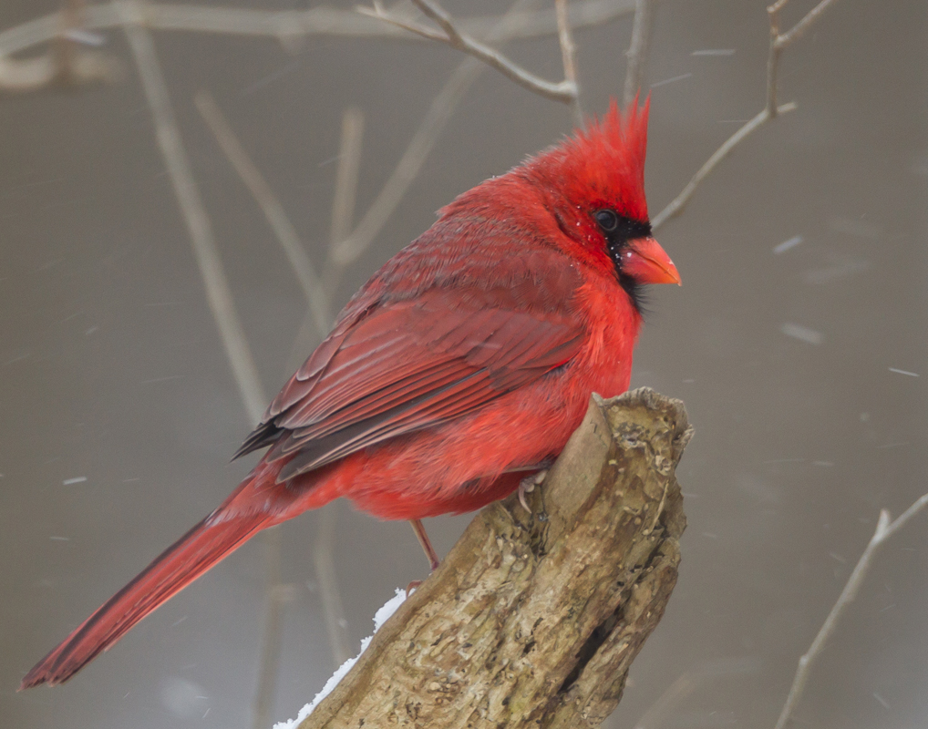 22_Male_Cardinal